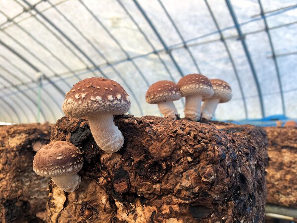 온라인 커뮤니티