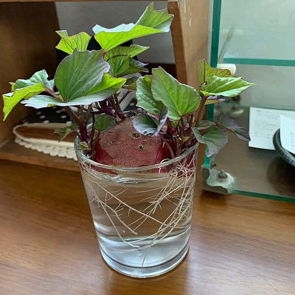 온라인 커뮤니티