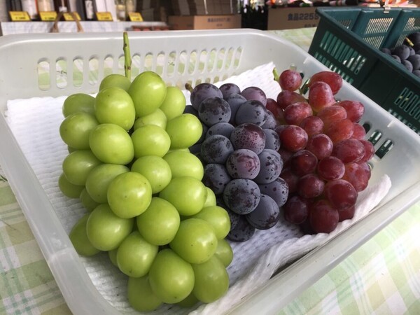 온라인 커뮤니티