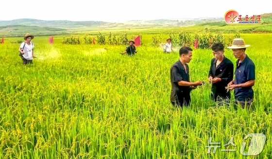 The Rodong Sinmun, the official newspaper of North Korea\'s Workers\' Party, reported on September 12 that Pakchon County has taken a major step forward in implementing the Party\'s policy to ensure rice and wheat account for an overwhelming proportion of grain production. It stated that this year, the area for wheat and double-cropping upland rice has been increased threefold compared to last year, with wheat yielding over 6 tons per hectare and upland rice also expected to yield over 6 tons / Rodong Sinmun