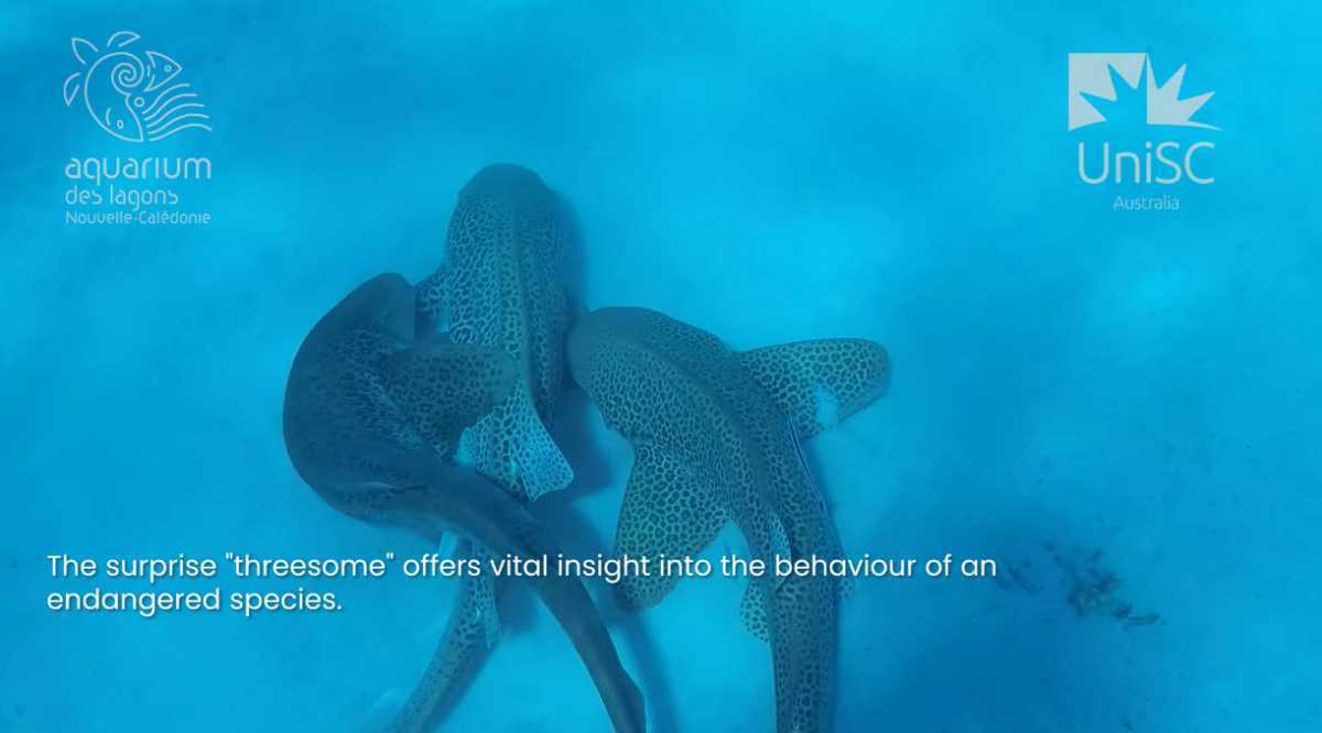  引用：UniSC公式動画より（YouTube「Leopard shark mating captured in the wild」）