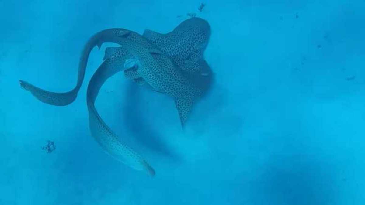  引用：UniSC公式動画より（YouTube「Leopard shark mating captured in the wild」）