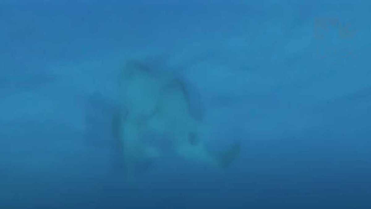  引用：UniSC公式動画より（YouTube「Leopard shark mating captured in the wild」）