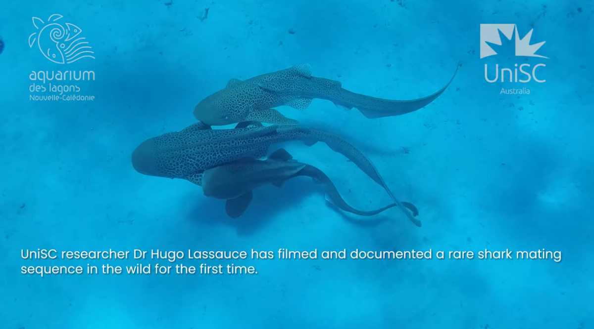  引用：UniSC公式動画より（YouTube「Leopard shark mating captured in the wild」）