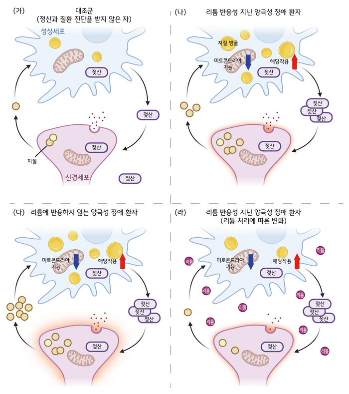 양극성 장애 환자의 성상세포가 신경세포와 상호작용하는 과정. ⓒ한국과학기술