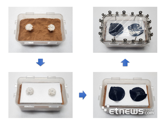 실제 세슘에 오염된 토양에 인공 식물 소자를 설치해 정화 실험을 진행한 사진. 태양광 노출 20일 후 토양 내 대부분의 세슘이 제거되어 소자의 잎에 농축됨을 알수 있다.