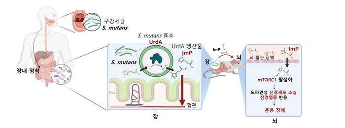 구강 세균의 장내 정착에 따라 생성되는 대사체의 뇌에서의 축적 및 파킨슨병의 유발 모델 모식도