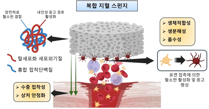 홍합 접착단백질과 탈세포화 세포외기질 기반 생체흡수성 복합 접착 지혈 스펀지의 작용 기전 모식도.
