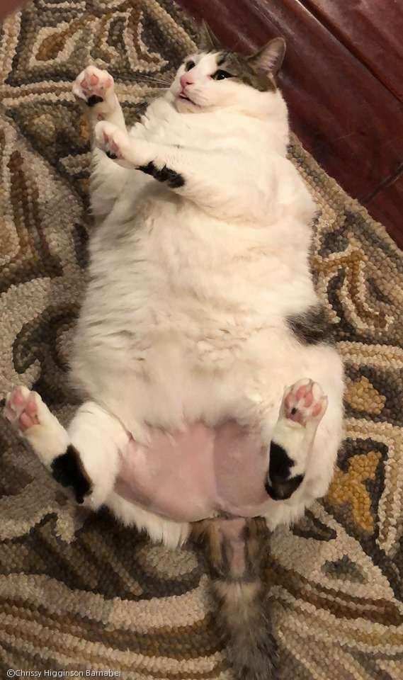  引用：Instagram/peaches.fat.cat