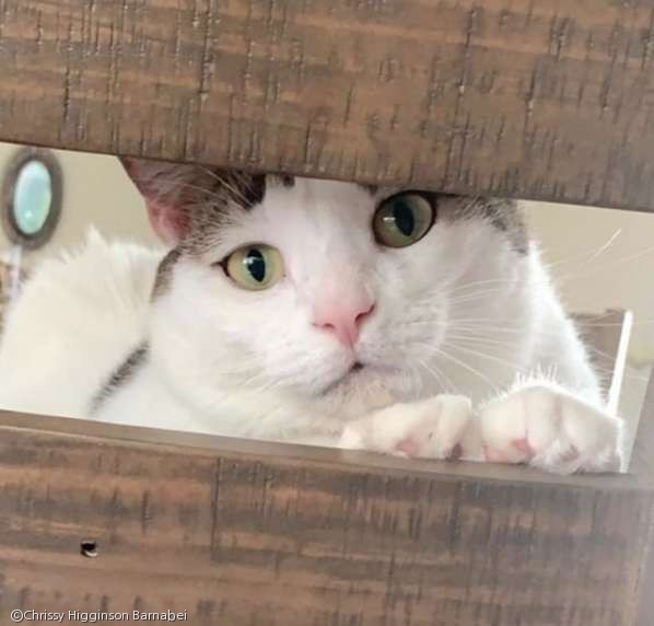  引用：Instagram/peaches.fat.cat