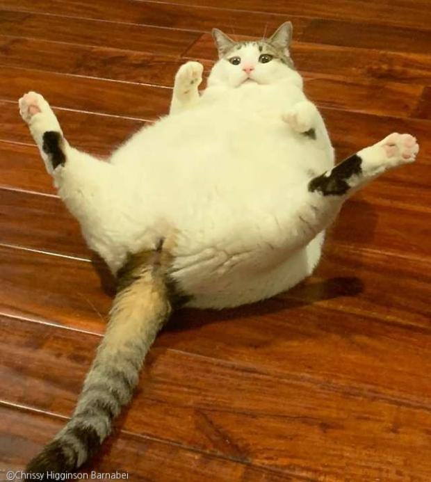  引用：Instagram/peaches.fat.cat