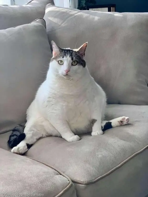  引用：Instagram/peaches.fat.cat