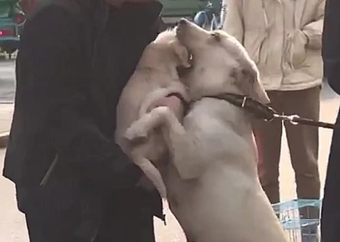 애니멀플래닛