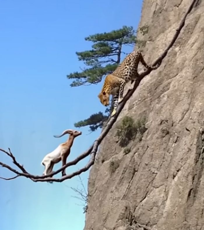 애니멀플래닛