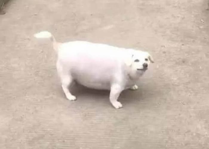 애니멀플래닛