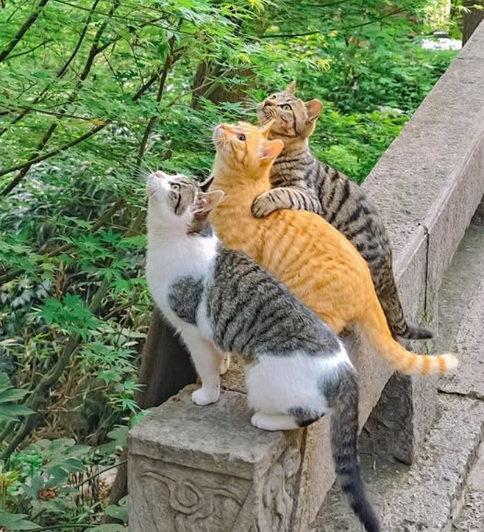 애니멀플래닛