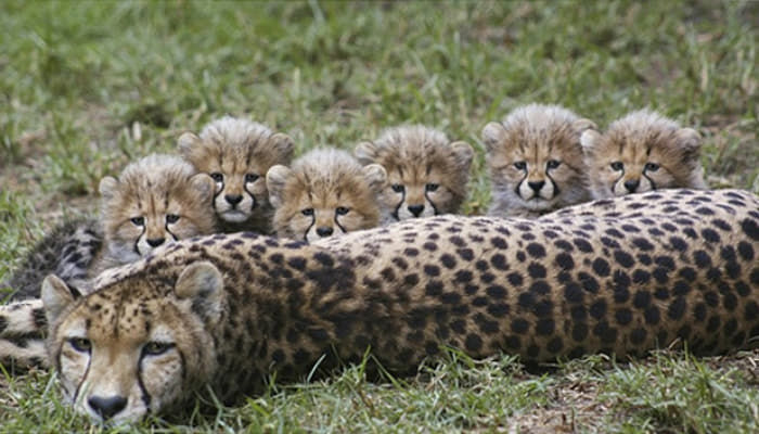 引用：サンディエゴ動物園