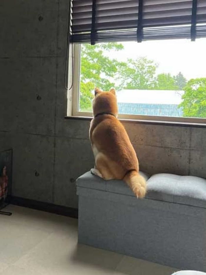 애니멀플래닛