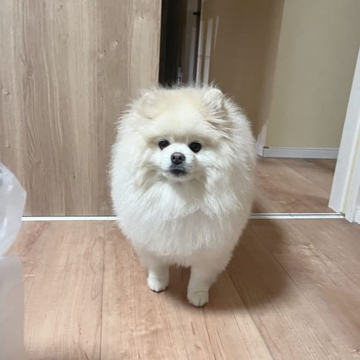 애니멀플래닛