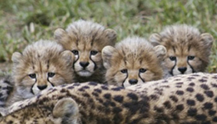 引用：サンディエゴ動物園