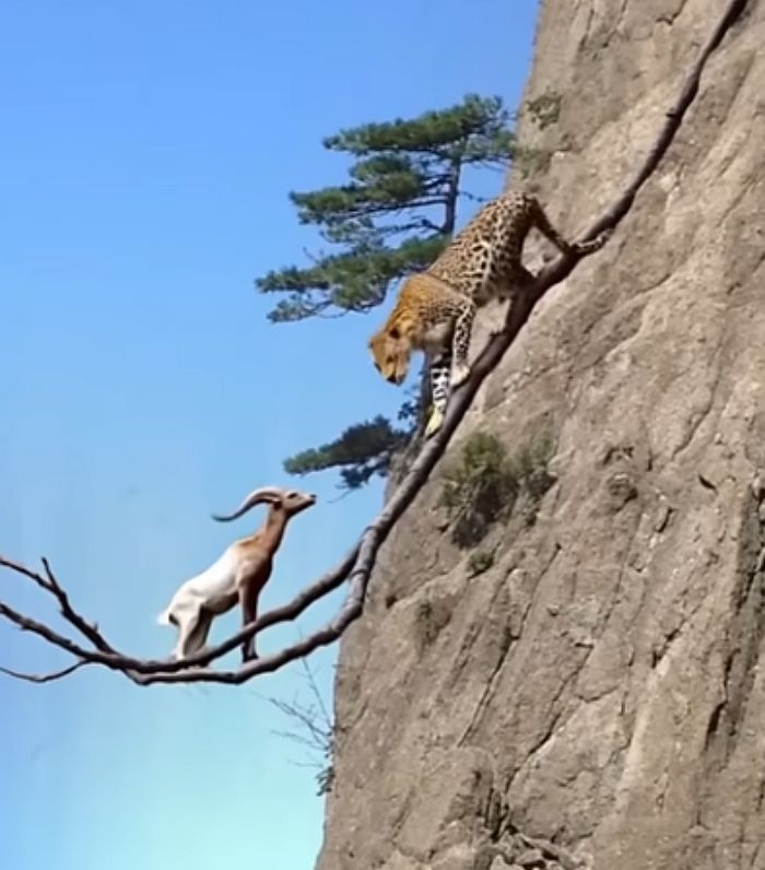 애니멀플래닛