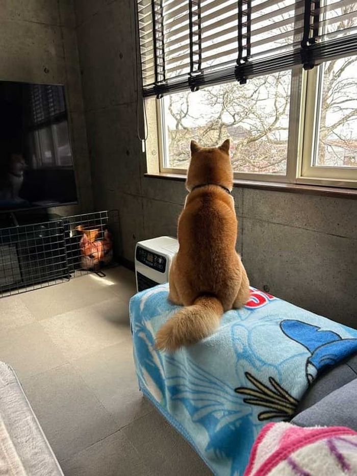 애니멀플래닛