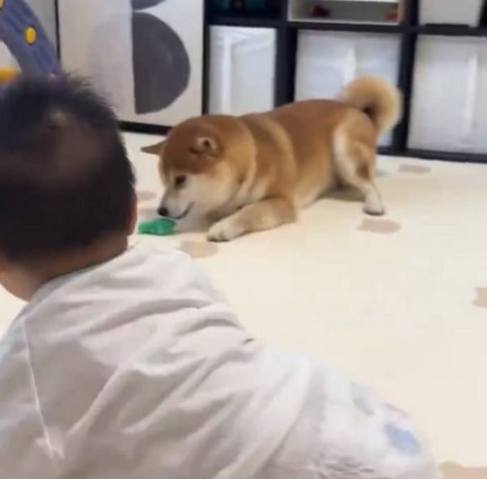 애니멀플래닛