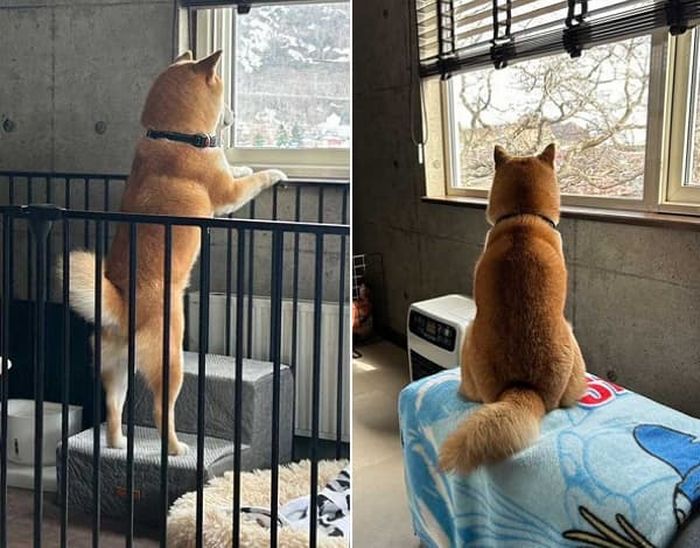 애니멀플래닛