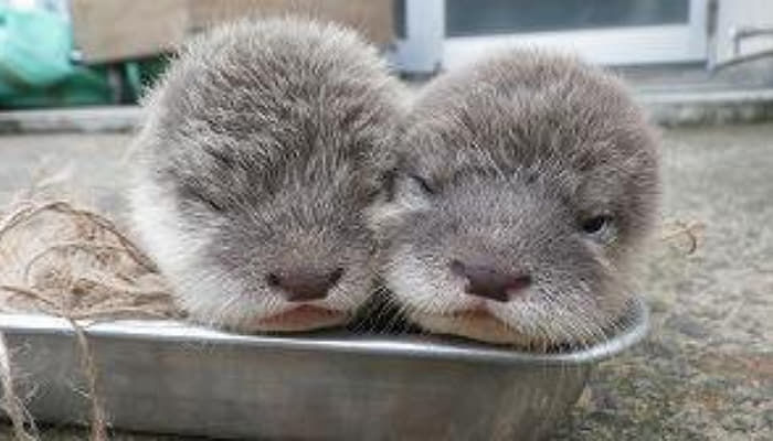 引用:平川動物公園のTwitterアカウント