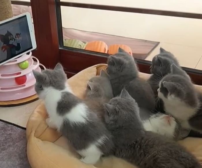 애니멀플래닛