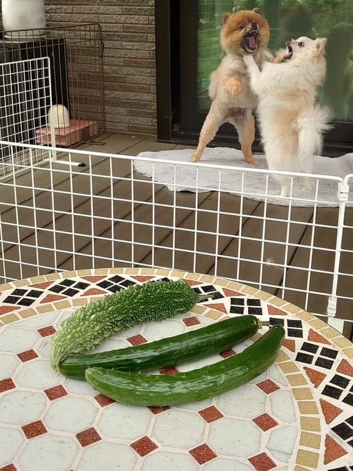 애니멀플래닛