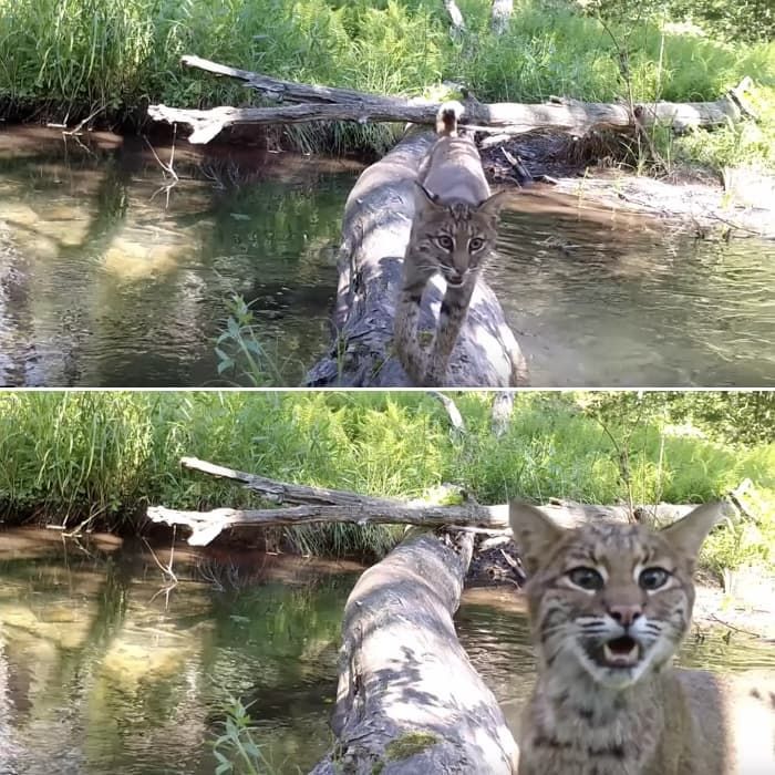 引用：Bob\'s Pennsylvania Wildlife Camera