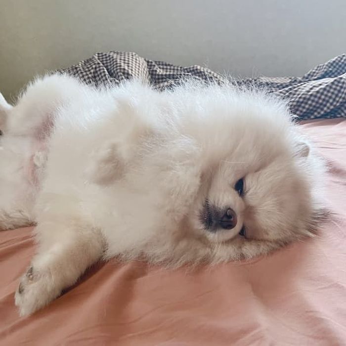 애니멀플래닛