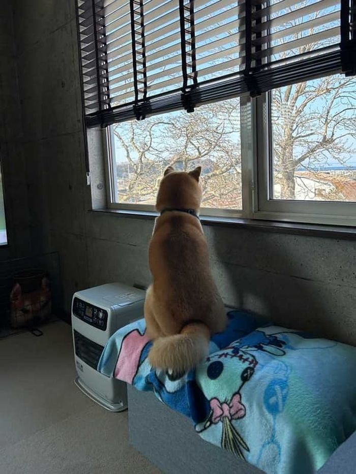애니멀플래닛