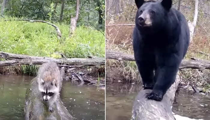  引用：Bob\'s Pennsylvania Wildlife Camera