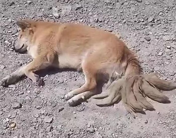 애니멀플래닛