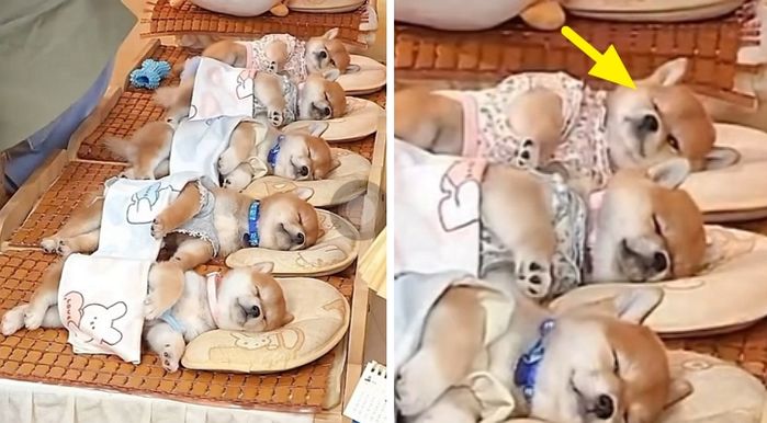 애니멀플래닛