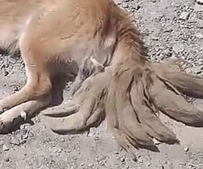 애니멀플래닛