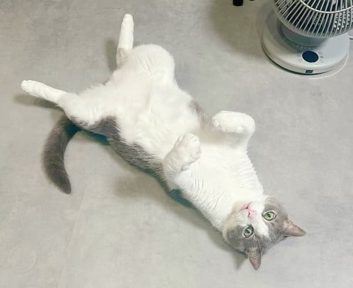 애니멀플래닛