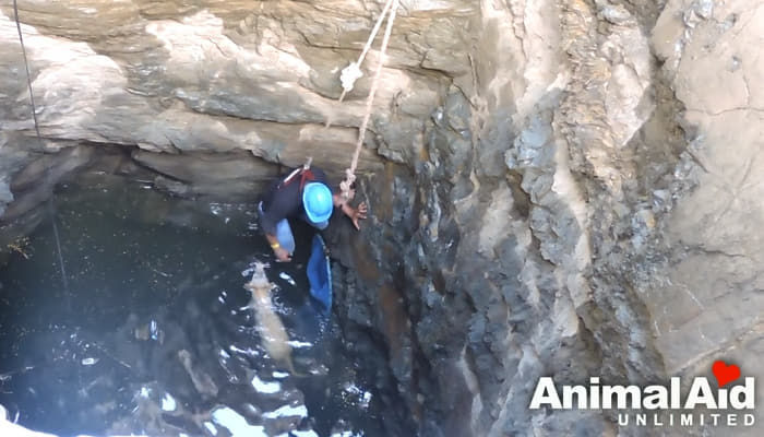 引用:Youtube@AnimalAidUnlimited