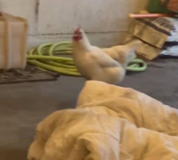 애니멀플래닛