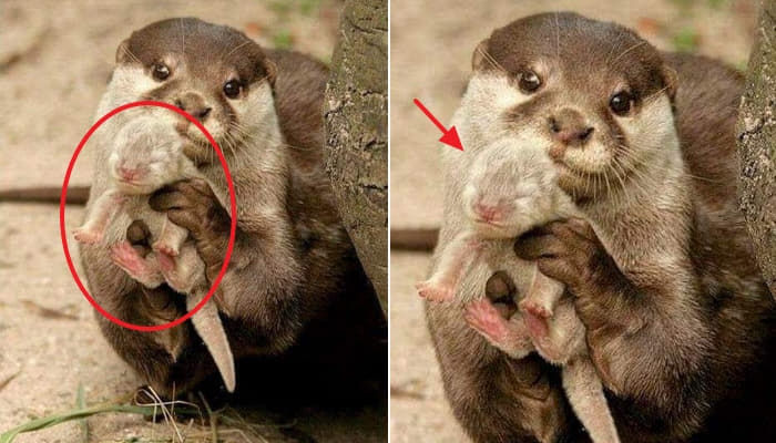 引用:平川動物公園のTwitterアカウント