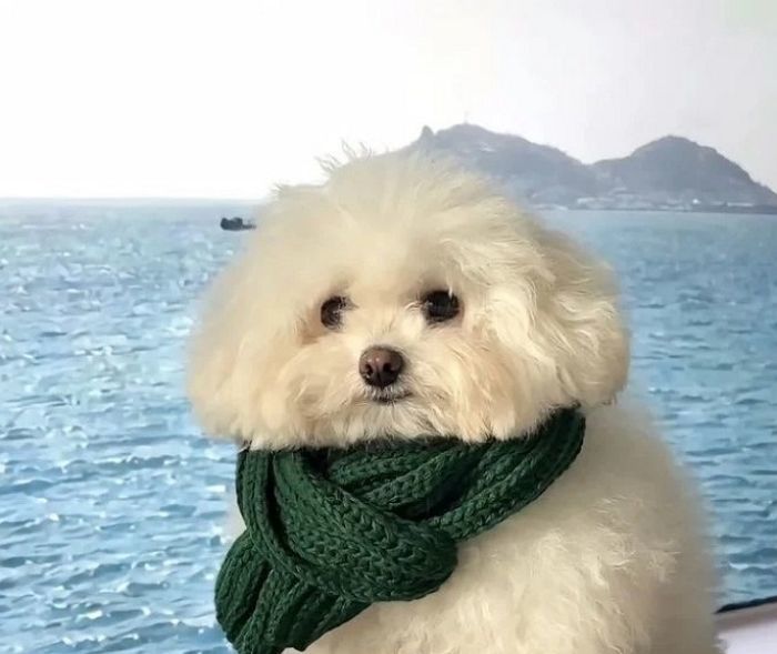 애니멀플래닛