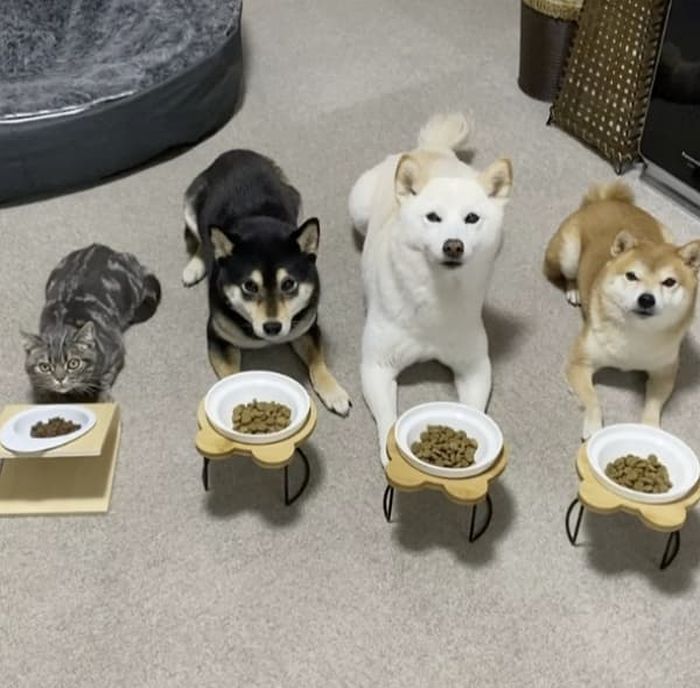 애니멀플래닛
