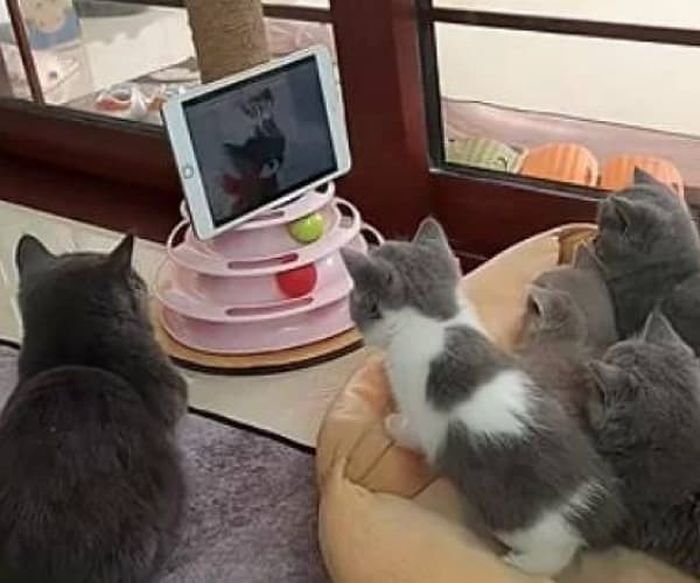 애니멀플래닛