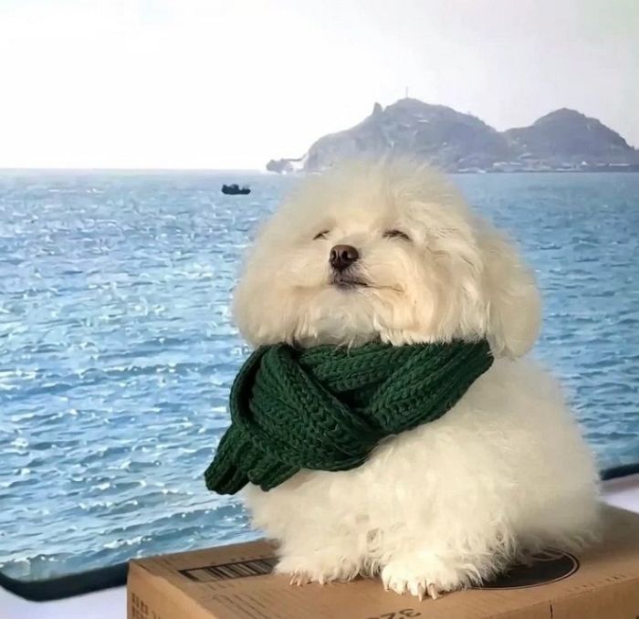 애니멀플래닛