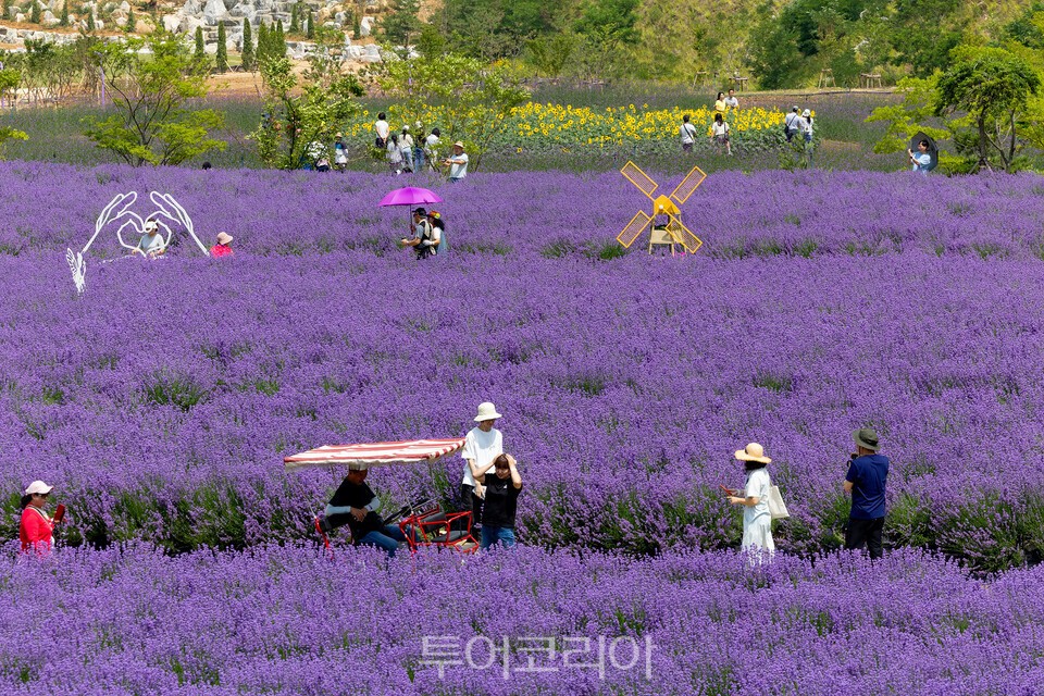 ‘무릉별유천지 라벤더 축제’/사진=동해시