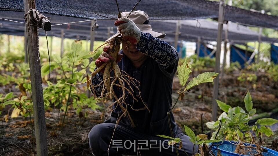 인삼캐기 체험 금산인삼관 / 사진-노랑풍선