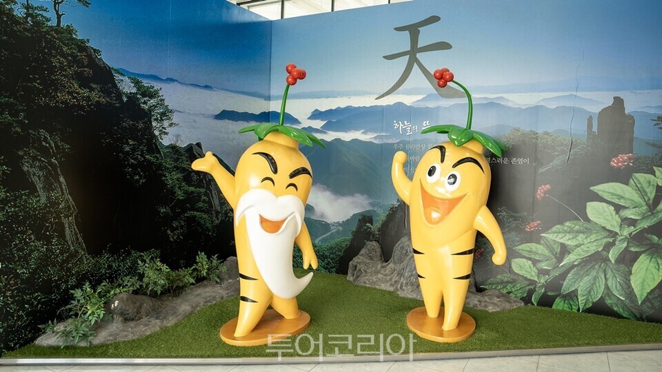 인삼캐기 체험 금산인삼관 / 사진-노랑풍선