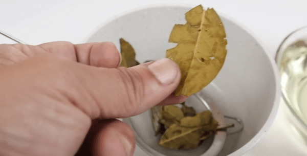 Loucos das Plantas